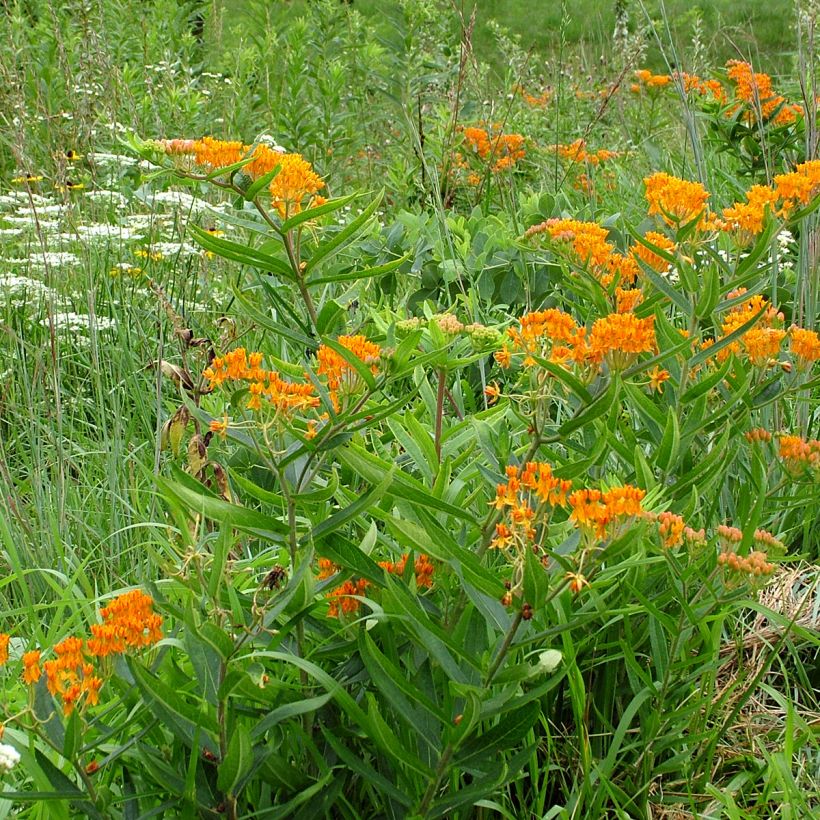 Graines d'Asclépiade tubéreuse - Asclepias tuberosa (Port)