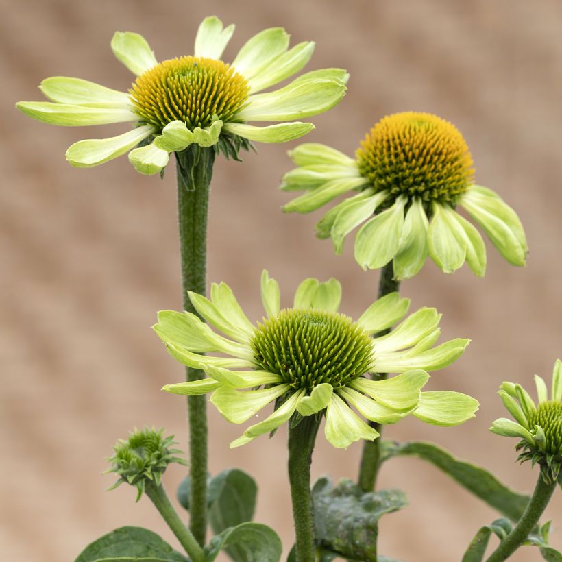 Graines d'Echinacea Alan's Pride - Rudbeckia pourpre (Floraison)