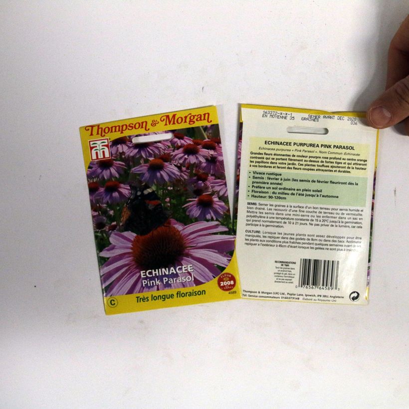 Exemple de spécimen de Graines d'Echinacea Pink Parasol -  Rudbeckia pourpre  tel que livré