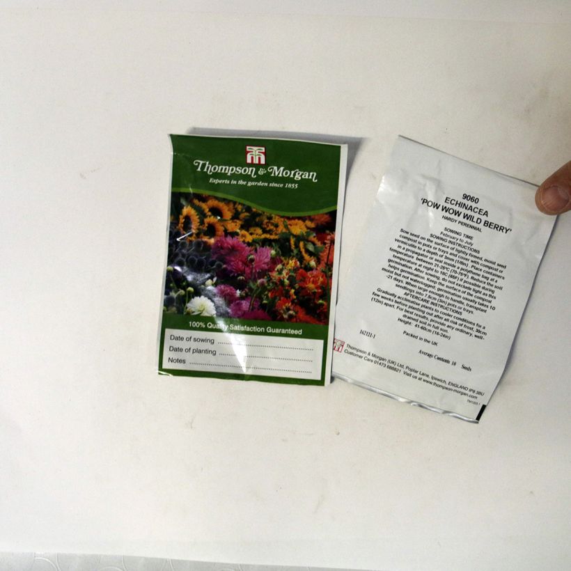 Exemple de spécimen de Graines d'Echinacea Pow Wow Wild Berry - Rudbeckia pourpre tel que livré