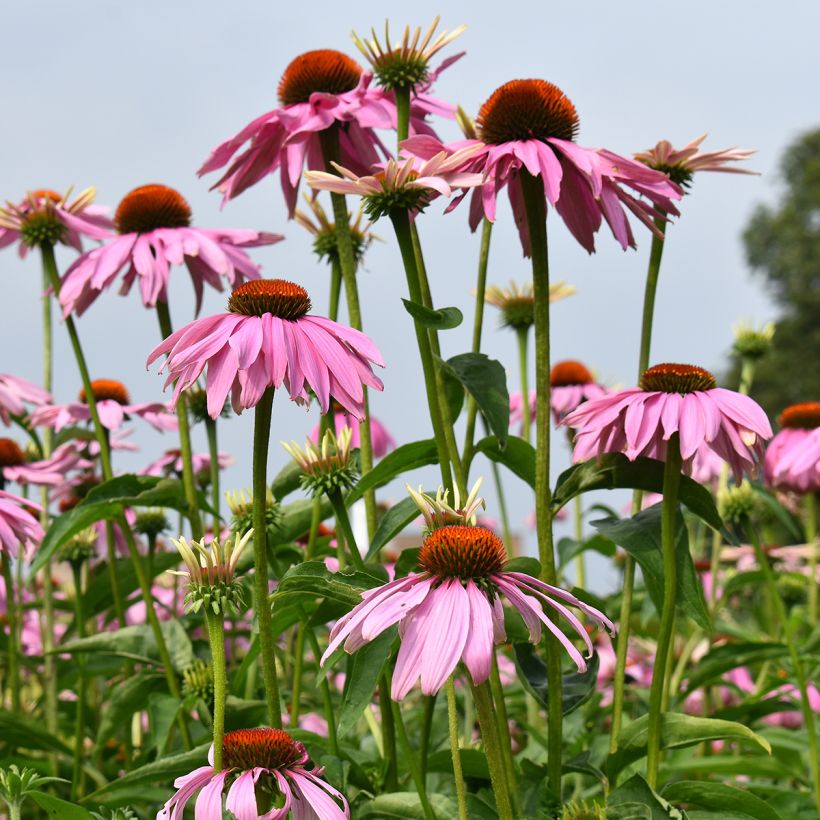 Graines d'Echinacea purpurea Magnus - Rudbeckia pourpre  (Port)