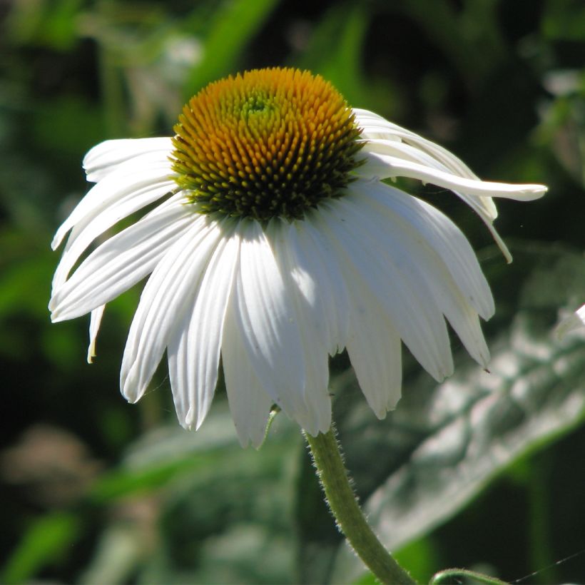 Graines d'Echinacea purpurea White Swan - Rudbeckia pourpre (Floraison)