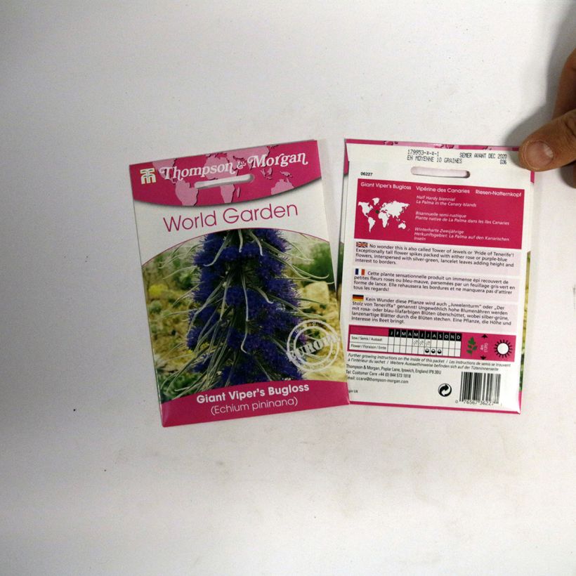 Exemple de spécimen de Graines d'Echium pininana - Vipérine des Canaries Graines tel que livré