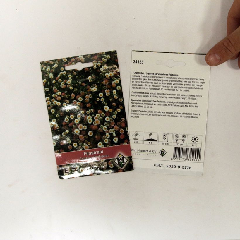 Spécimen de Graines d'Erigeron karvinskianus Profusion - Vergerette tel que livré en printemps