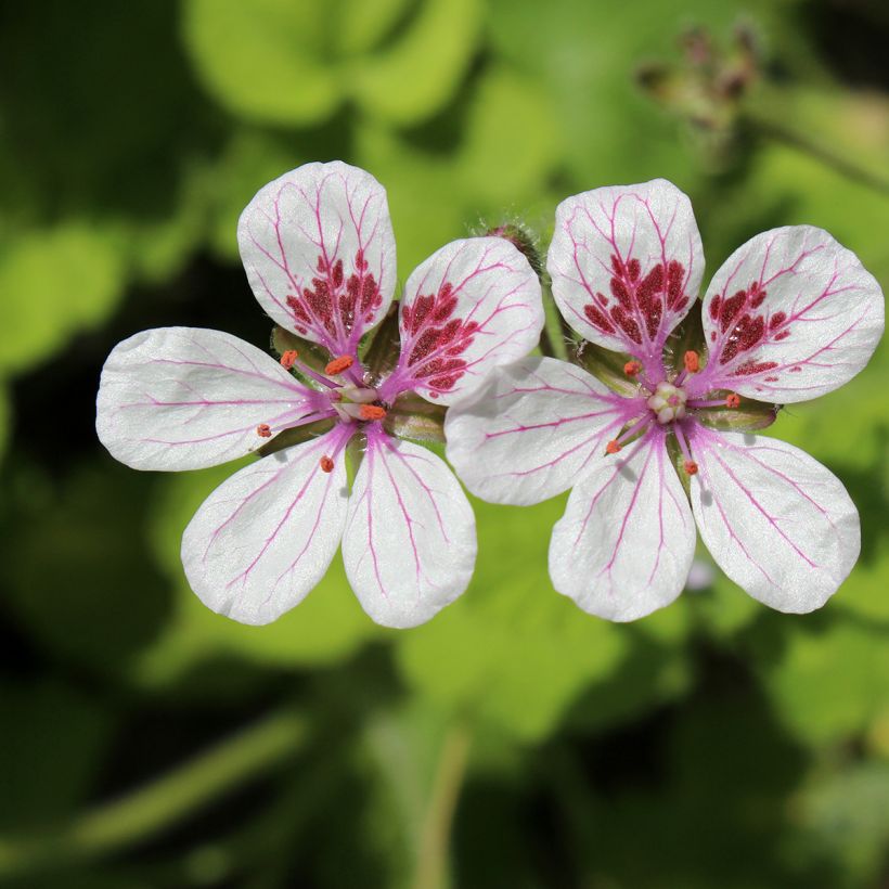 Graines d'Erodium pelargoniflorum Sweetheart - Bec de Grue (Floraison)