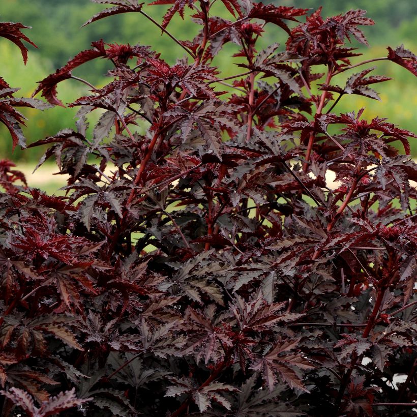 Graines d'Hibiscus Mahogany Splendor - Hibiscus acetosella (Port)
