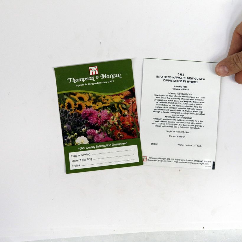 Exemple de spécimen de Graines d’Impatiens de Nouvelle Guinée Divine - Impatiens x hawkeri Graines tel que livré