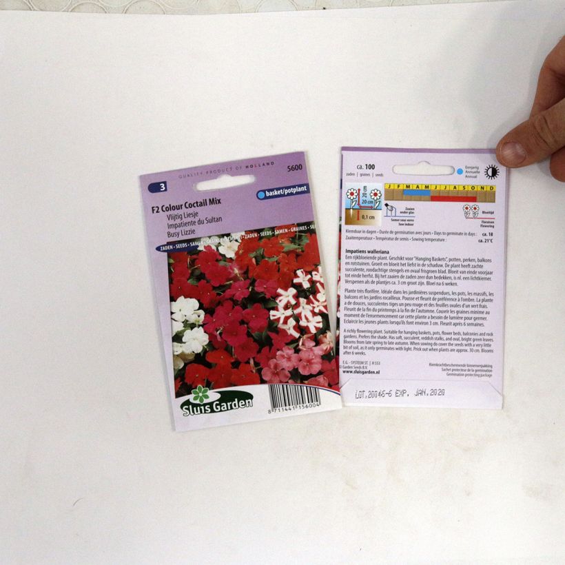 Exemple de spécimen de Graines d'Impatiens F2 Colour Cocktail en mélange - Balsamine des jardins Graines tel que livré