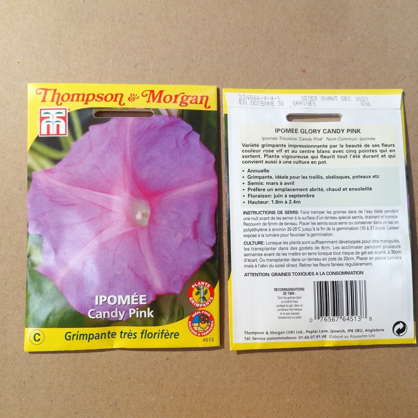 Exemple de spécimen de Graines d'Ipomée Candy Pink - Ipomoea purpurea Graines tel que livré