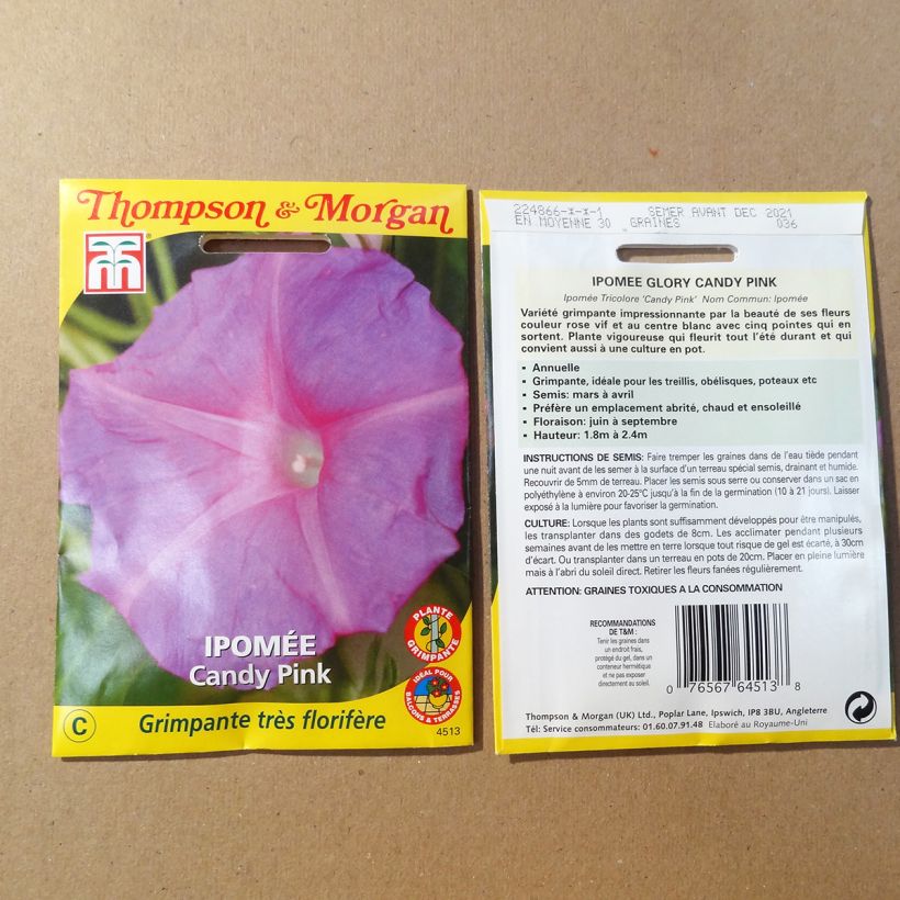 Exemple de spécimen de Graines d'Ipomée Candy Pink - Ipomoea purpurea tel que livré