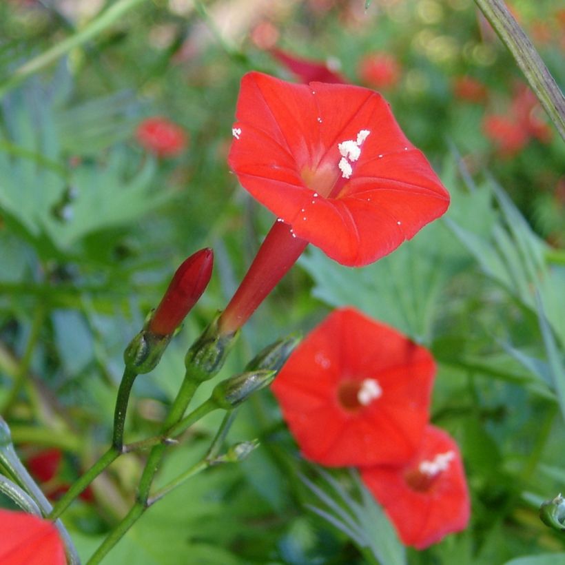 Graines d'Ipomée Cardinal Climber - Ipomoea x multifida (Floraison)