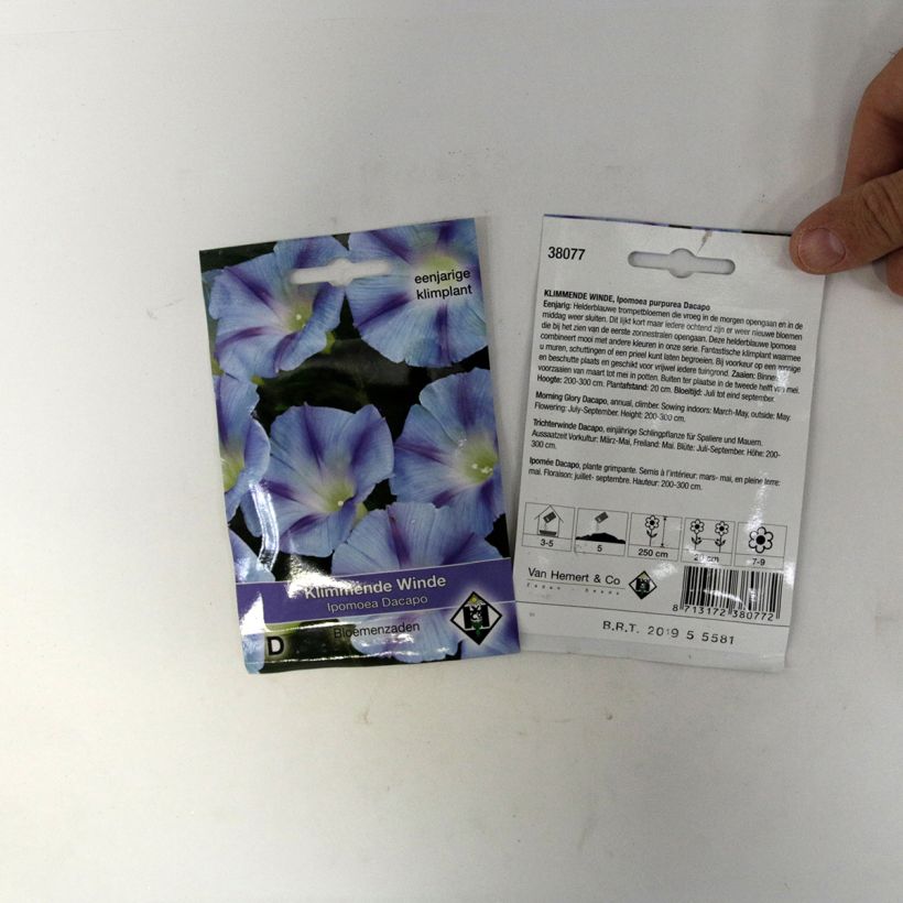 Exemple de spécimen de Graines d'Ipomée Dacapo Light Blue - Ipomoea purpurea tel que livré