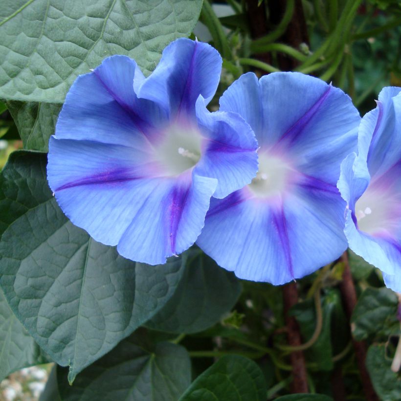 Graines d'Ipomée Dacapo Light Blue - Ipomoea purpurea (Floraison)