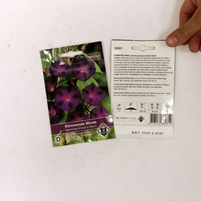 Exemple de spécimen de Graines d'Ipomée Kniola's Black - Ipomoea purpurea tel que livré