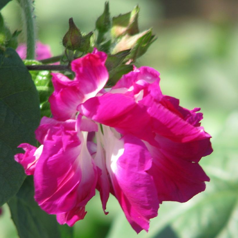 Graines d'Ipomée Sunrise Serenade - Ipomoea imperialis (Floraison)