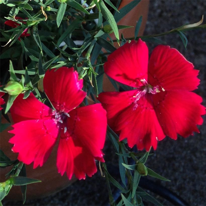 Graines d'Oeillet annuel Brilliancy - Dianthus deltoïdes (Floraison)