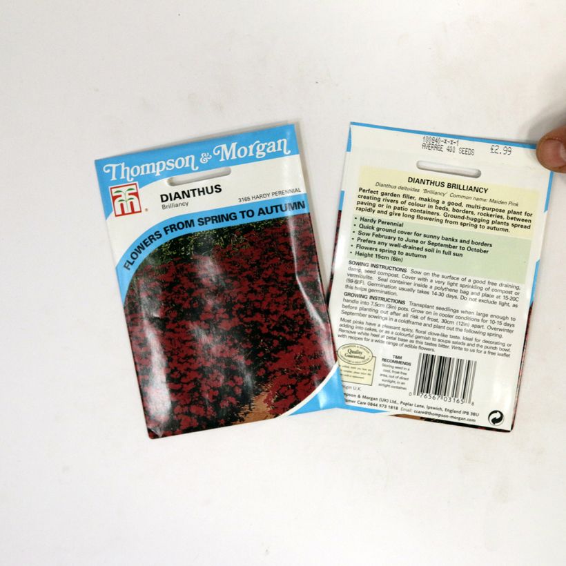 Exemple de spécimen de Graines d'Oeillet annuel Brilliancy - Dianthus deltoïdes le sachet de 400 graines tel que livré