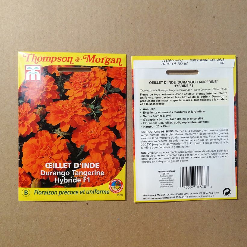 Spécimen de Graines d'Oeillet d'Inde Durango Tangerine - Tagetes patula tel que livré en printemps