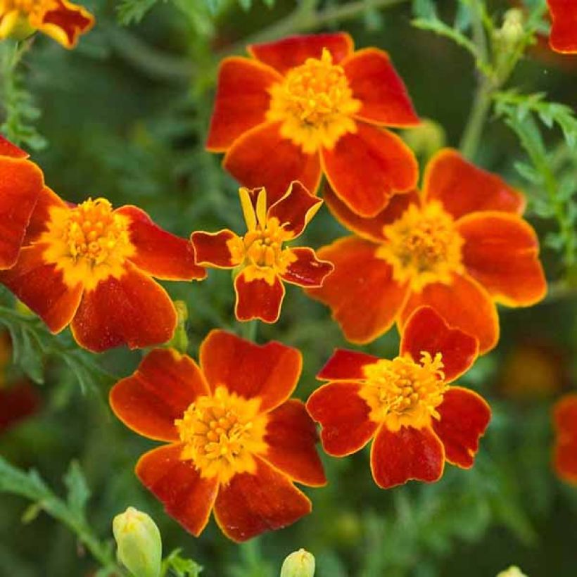 Graines d'Oeillet d'Inde signata Paprika - Tagetes tenuifolia (Floraison)