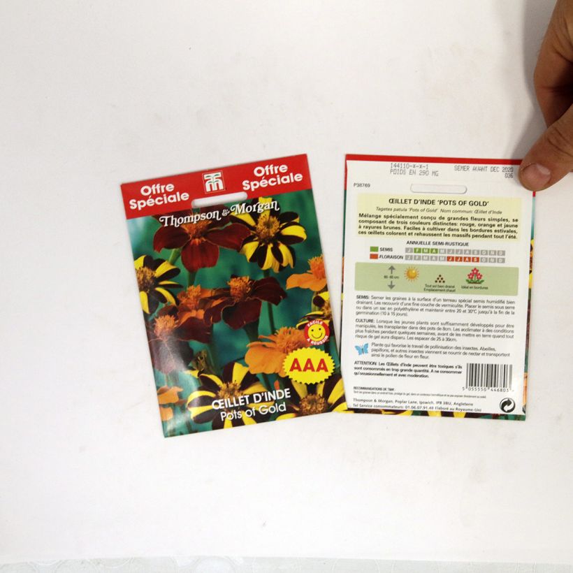 Exemple de spécimen de Graines d'Oeillet d'Inde Pots of Gold - Tagetes patula  Graines tel que livré