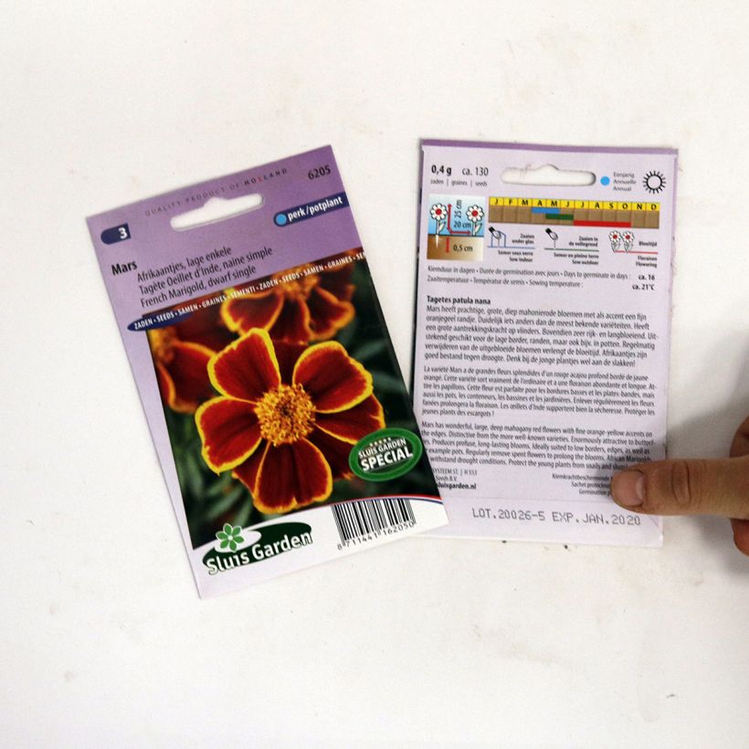 Exemple de spécimen de Graines d'Oeillet d’Inde Mars - Tagetes patula Graines tel que livré