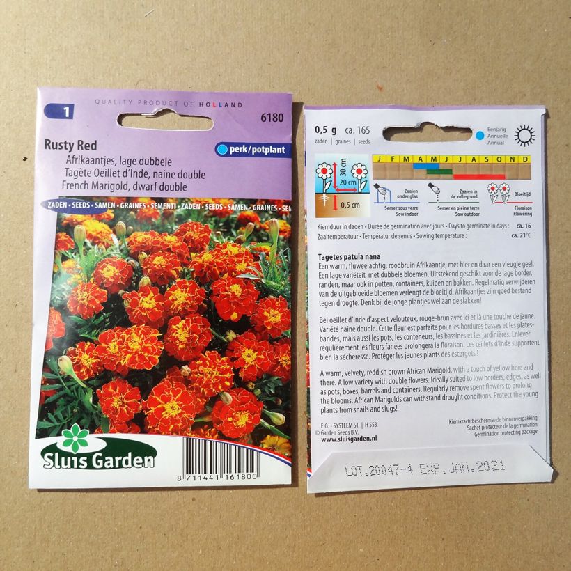 Exemple de spécimen de Graines d'Oeillet d’Inde Rusty Red - Tagetes patula tel que livré