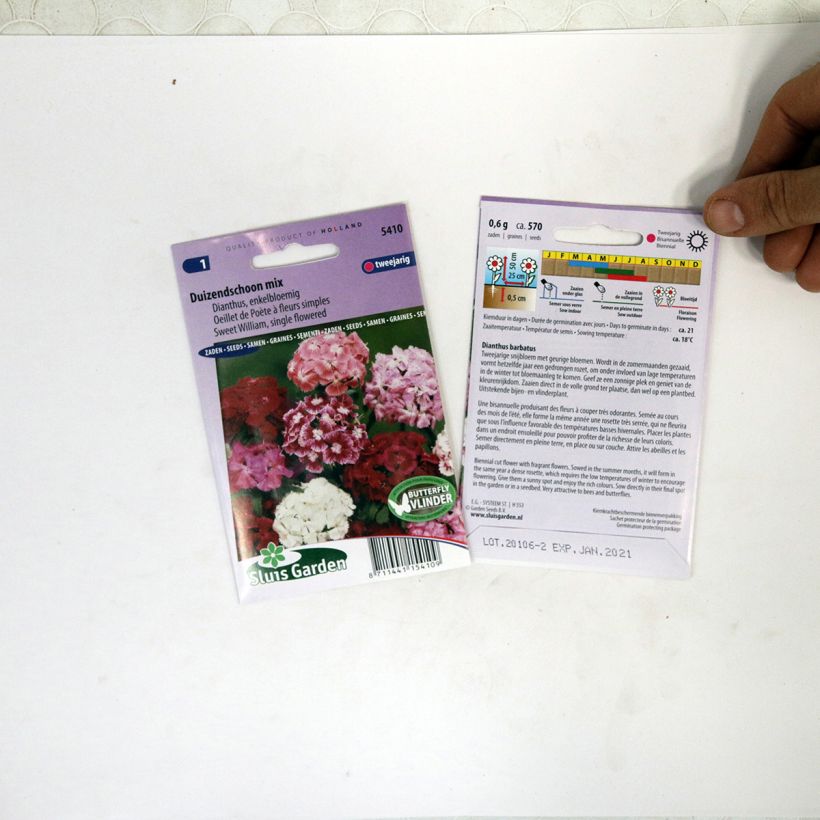 Exemple de spécimen de Graines d'Oeillet de Poète à fleurs simples en mélange - Dianthus barbatus tel que livré