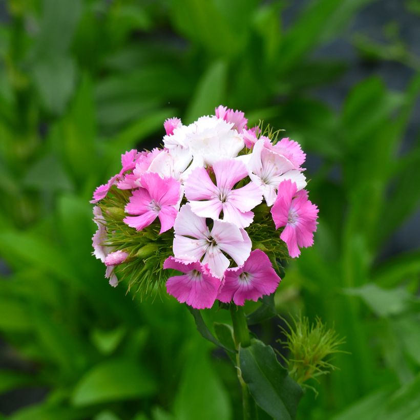 Graines d'Oeillet de poète Flora Pearl Appleblossom - Dianthus barbatus (Floraison)