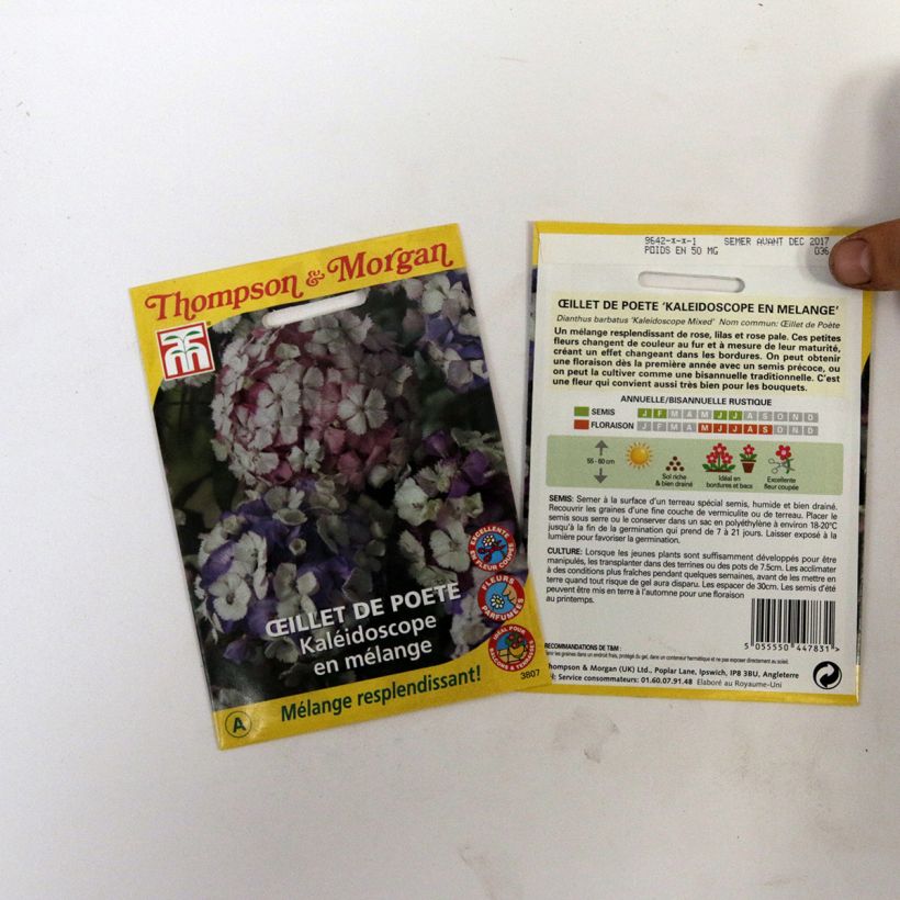 Exemple de spécimen de Graines d’Oeillet de poète Kaleidoscope en mélange - Dianthus barbatus Graines tel que livré
