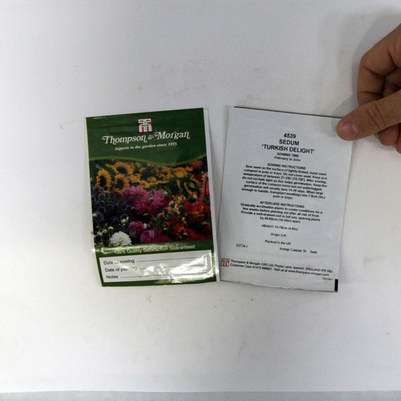 Exemple de spécimen de Graines de Sedum ussuriense Turkish Delight - Orpin Graines tel que livré