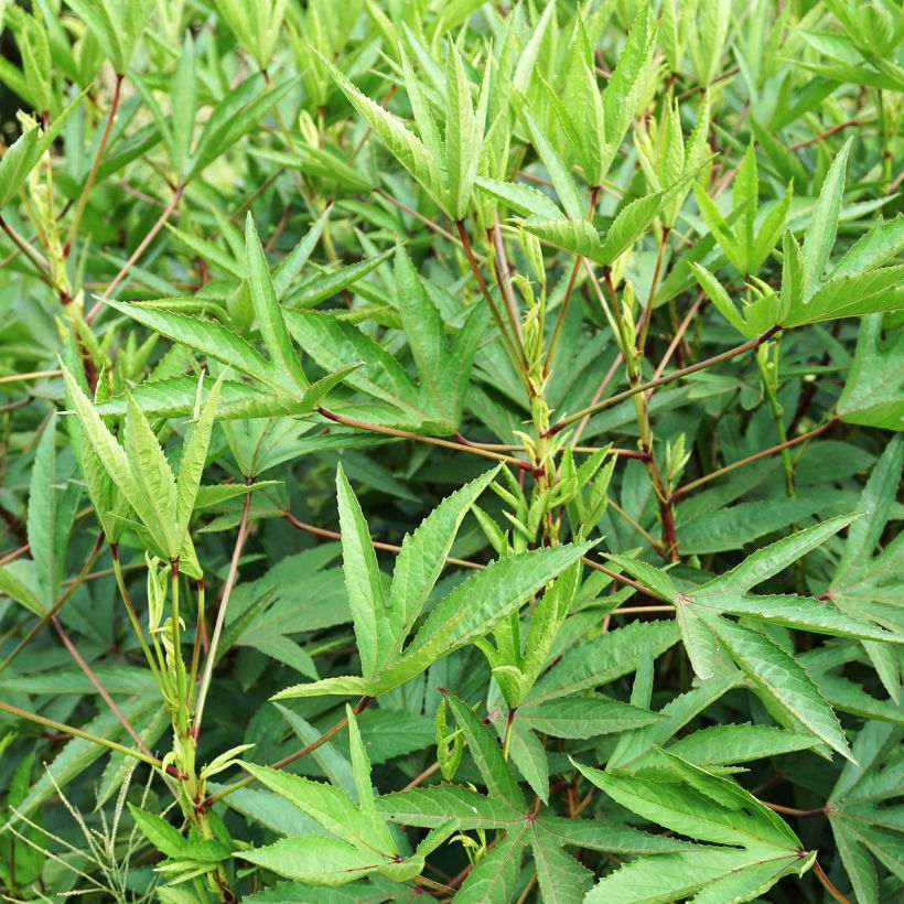 Graines d'Oseille de Guinée - Hibiscus sabdariffa  (Feuillage)