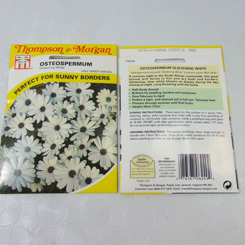 Exemple de spécimen de Graines d'Osteospermum Glistening White - Marguerite du Cap tel que livré