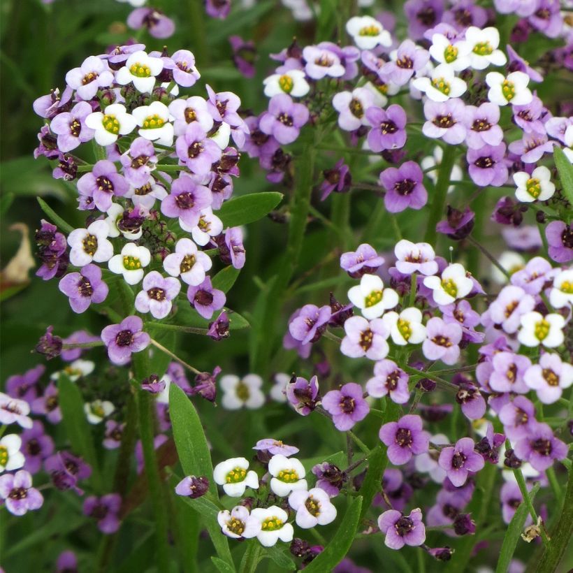 Graines d'Alysse odorant Royal Carpet - Lobularia maritima (Floraison)