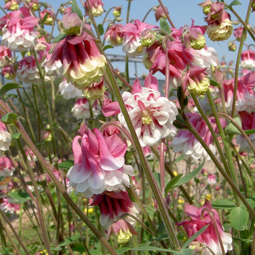 Graines d'ancolie des jardins Pink Petticoat - Aquilegia vulgaris (Floraison)