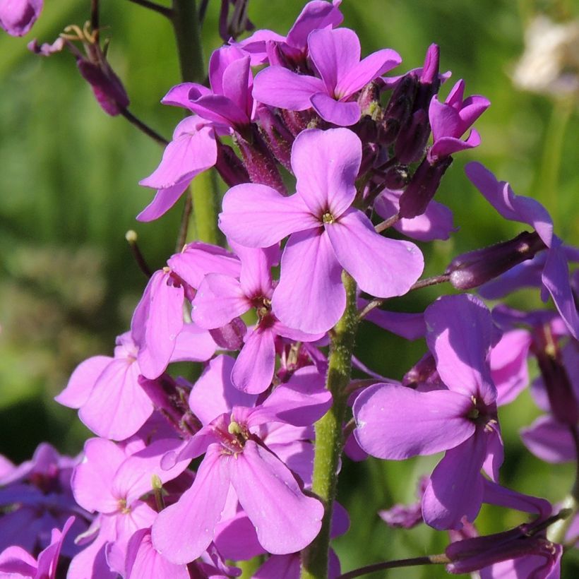 Graines de Julienne des Dames - Hesperis matronalis (Floraison)