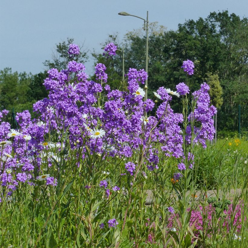 Graines de Julienne des Dames - Hesperis matronalis (Port)