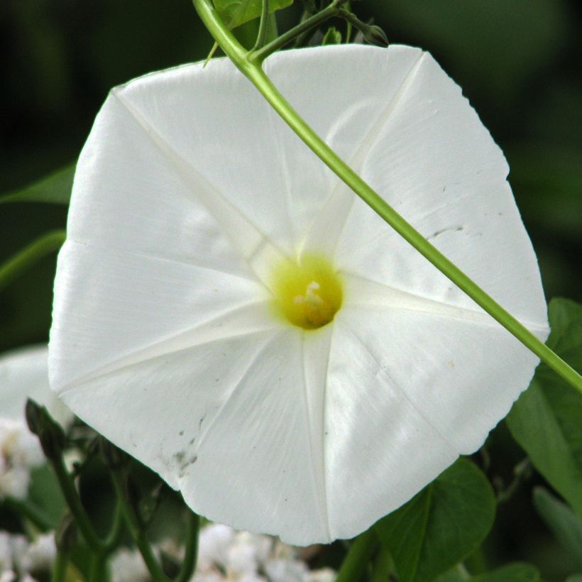 Graines d'Ipomée - Fleur de Lune (Floraison)