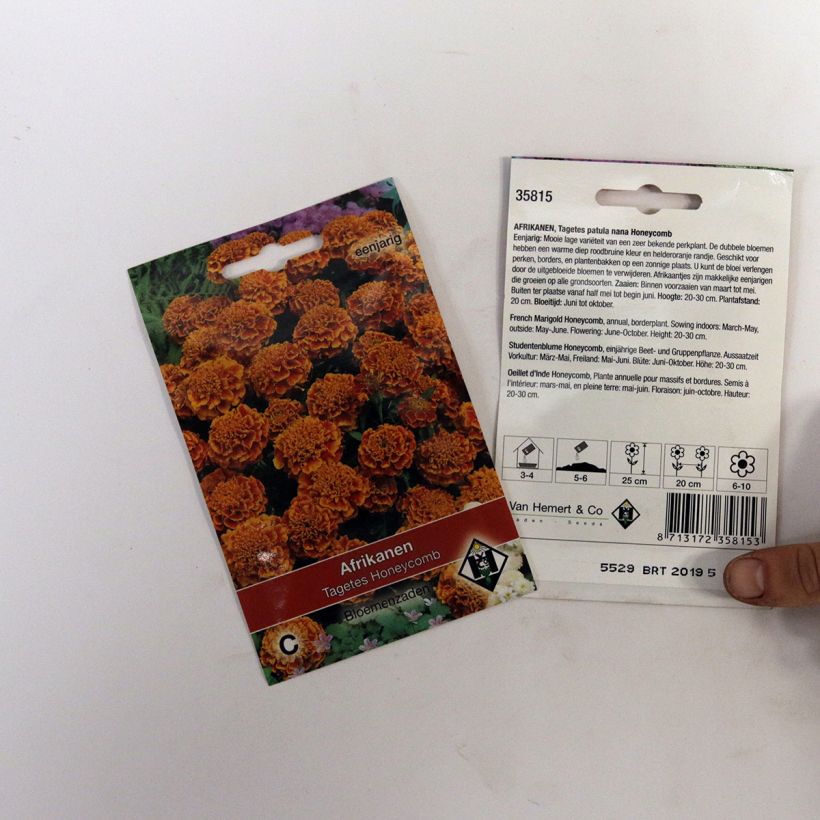 Exemple de spécimen de Graines d'Oeillet d'Inde Honeycomb - Tagetes patula tel que livré