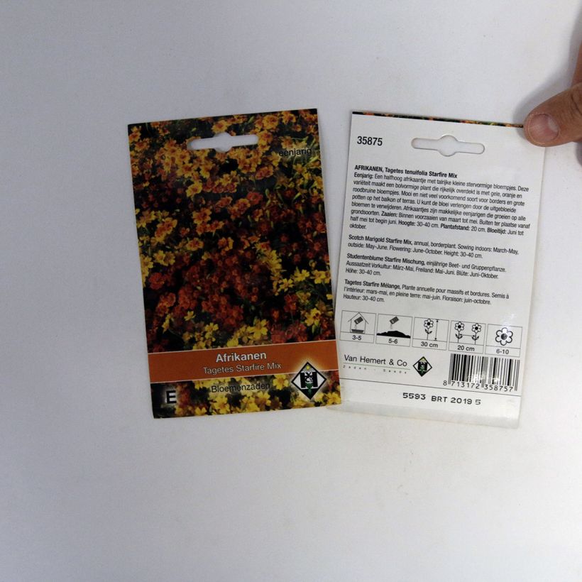 Spécimen de Graines d'Oeillet d’Inde signata Starfire - Tagetes tenuifolia tel que livré en printemps