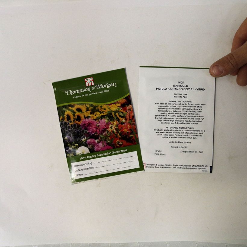 Exemple de spécimen de Graines d'Oeillet d’Inde Durango Bee - Tagetes patula tel que livré