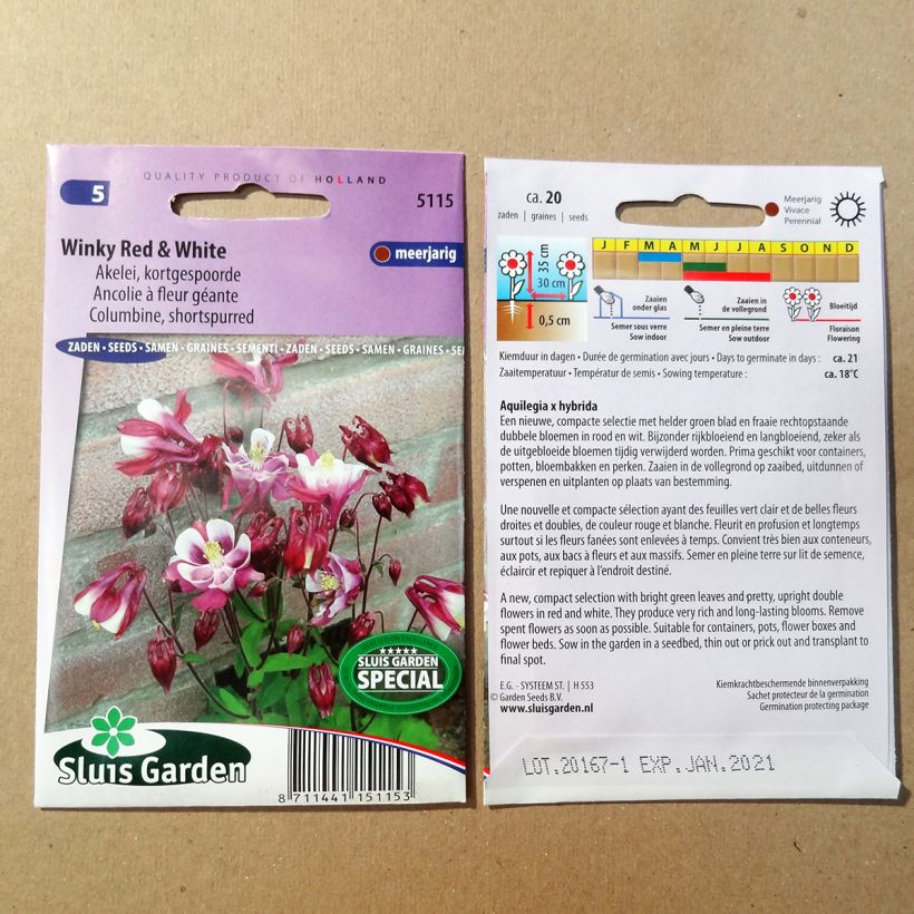 Exemple de spécimen de Graines d'Ancolie naine Winky Red & White - Aquilegia x cultorum Graines tel que livré