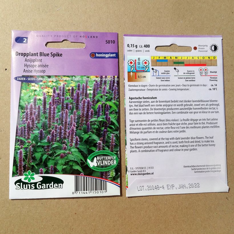 Exemple de spécimen de Graines d'Agastache foeniculum Blue Spike - Hysope anisée  Graines tel que livré