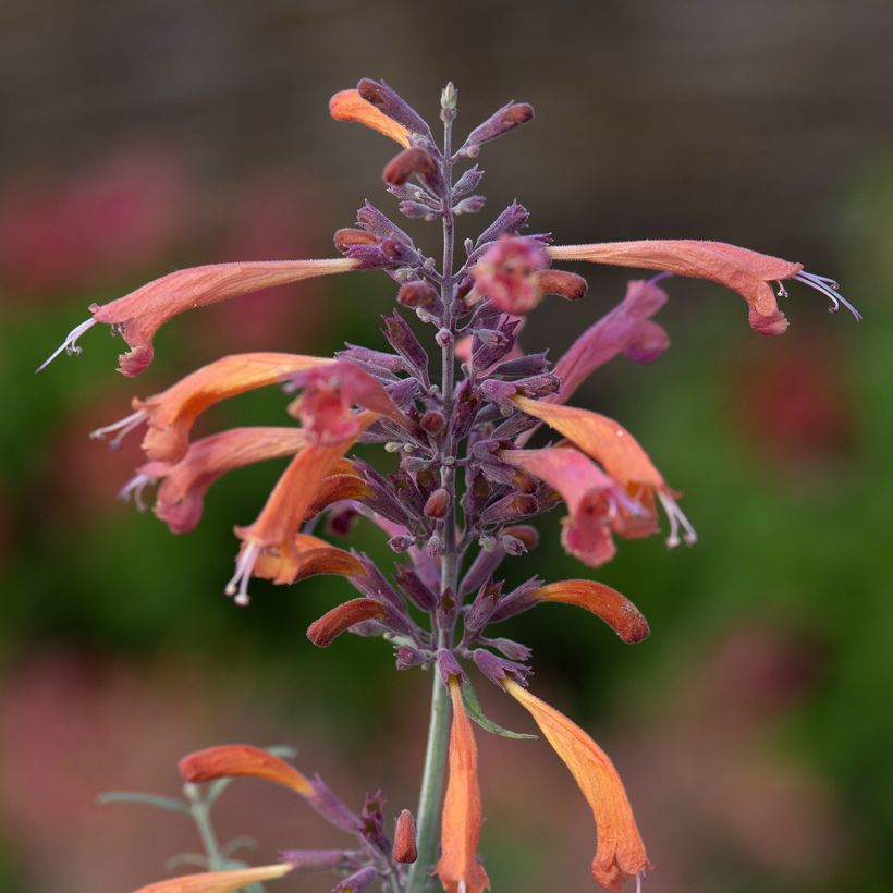 Graines d'Agastache rupestris Apache Sunset (Floraison)