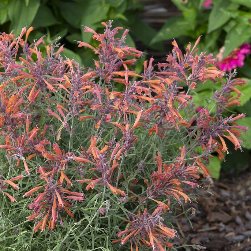 Graines d'Agastache rupestris Apache Sunset (Port)