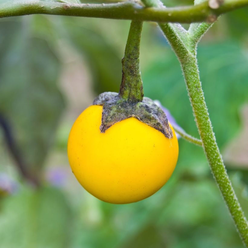 Graines d'Aubergine Thai Yellow Egg - Solanum melongena (Récolte)