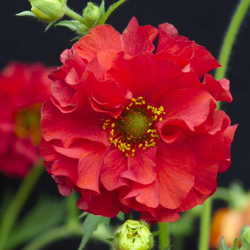 Graines de Benoîte Red Dragon - Geum chiloense (Floraison)