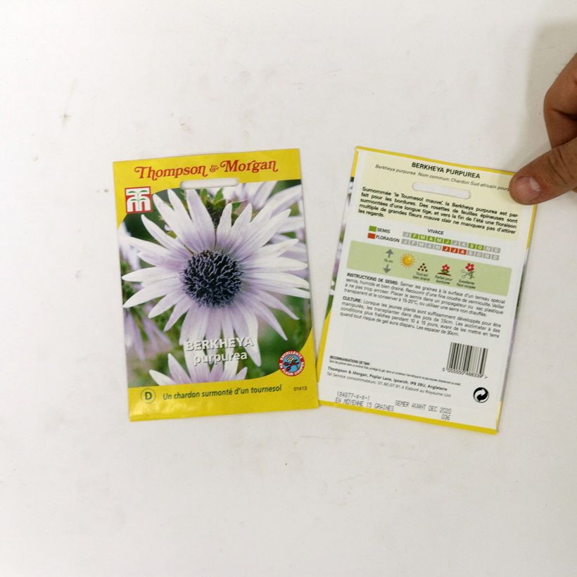 Exemple de spécimen de Graines de Berkheya purpurea - Chardon sud-africain pourpre Graines tel que livré