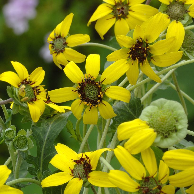 Graines de Berlandiera lyrata (Chocolate Daisy) - Goutte de chocolat (Floraison)