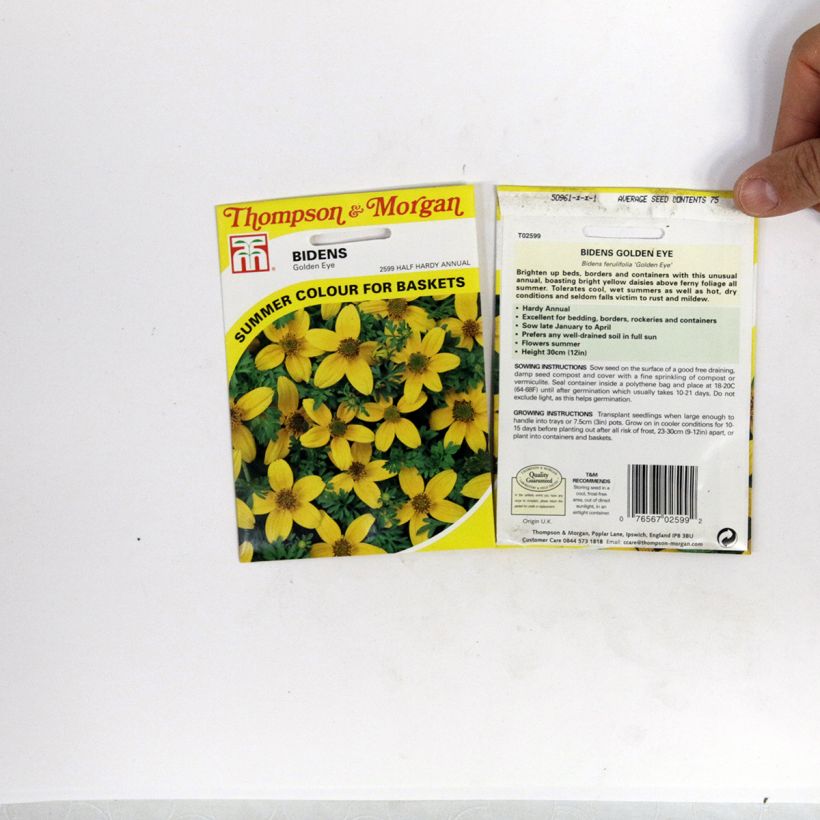 Exemple de spécimen de Graines de Bidens ferulifolia Golden Eye  tel que livré