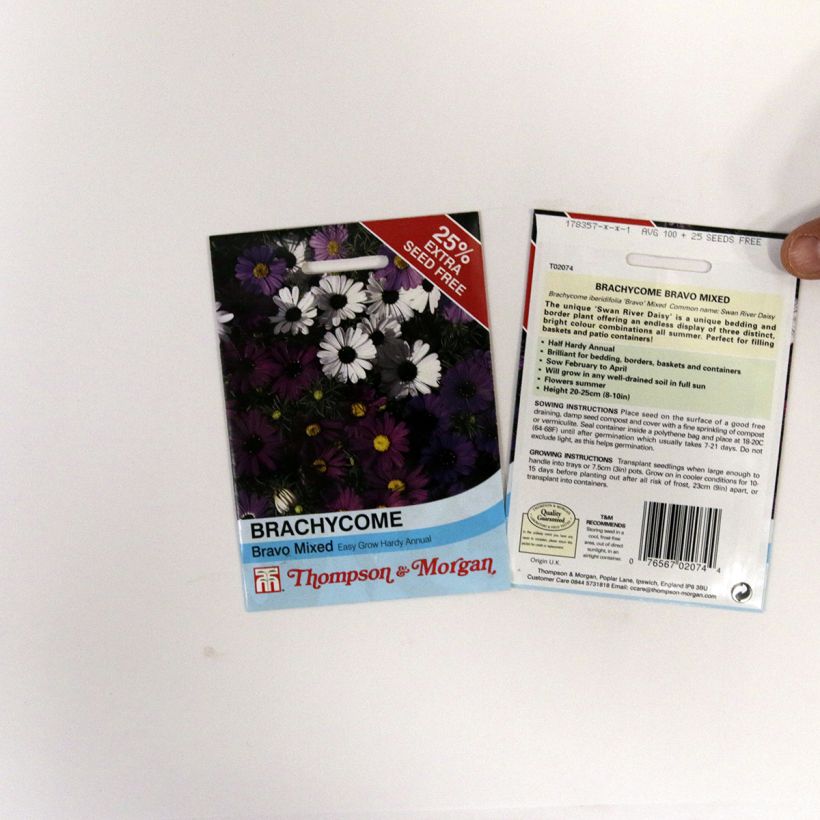 Exemple de spécimen de Graines de Brachycome Bravo - Brachyscome iberidifolia Graines tel que livré